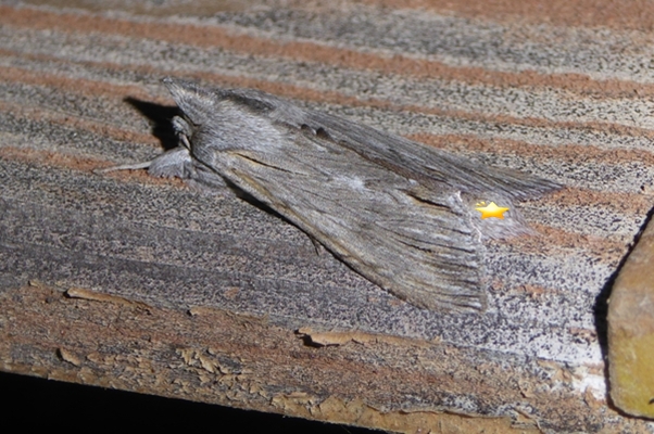 Cucullia (Cucullia) hartigi, Noctuidae